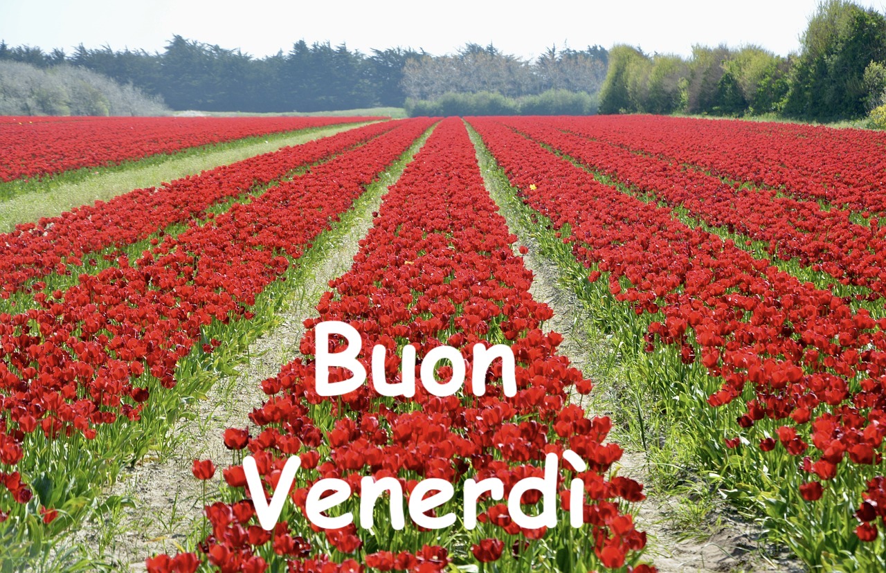 buon venerdi con tulipani immagini gratis